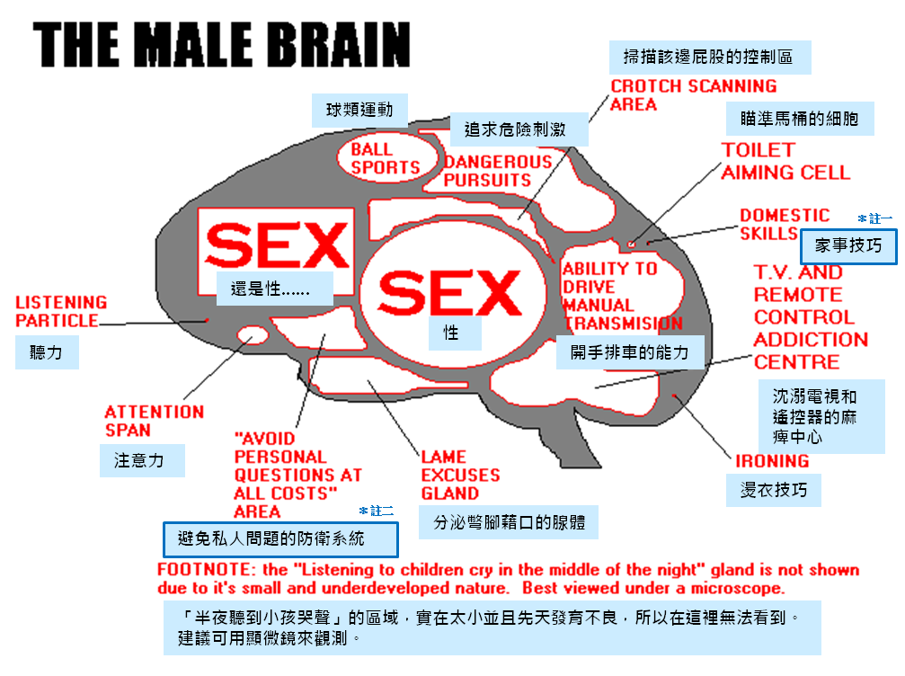 male brain.png