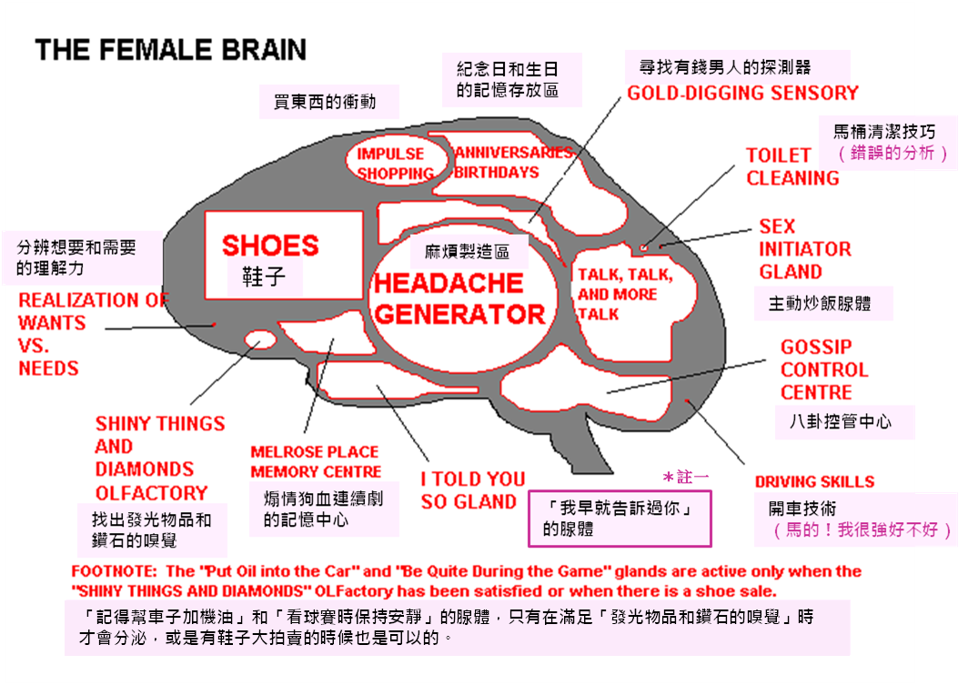 female brain.png