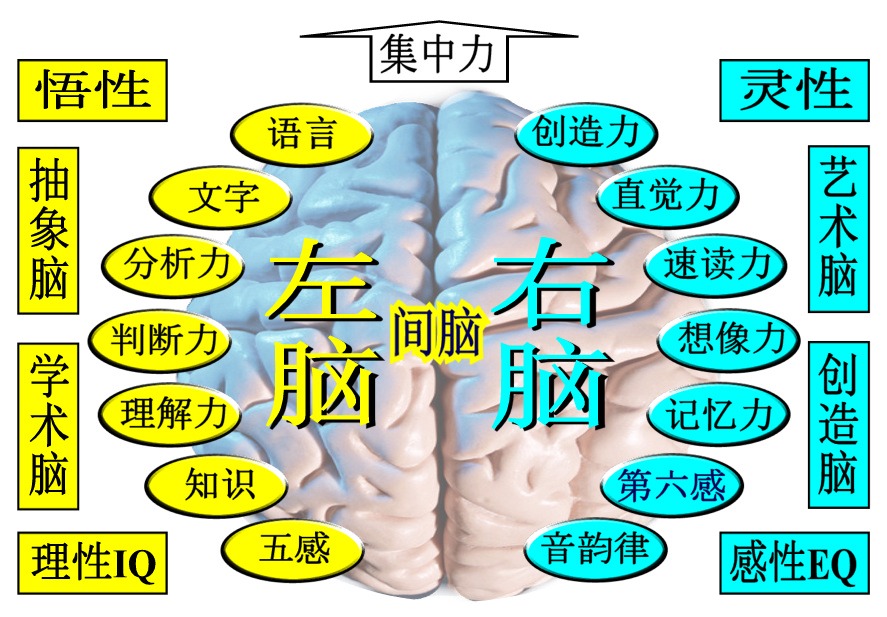 左右腦說明-圖3.jpg