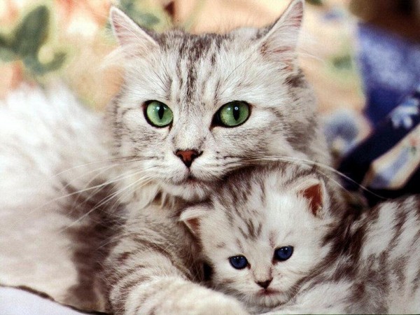 cat_Cat_pictures2_wallpaper-600x450.jpg