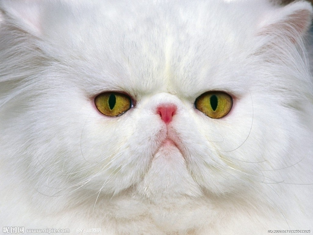cat.jpg