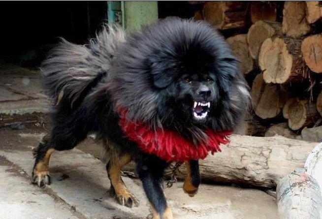 獒犬.jpg