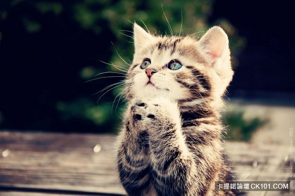 小貓祈禱.jpg